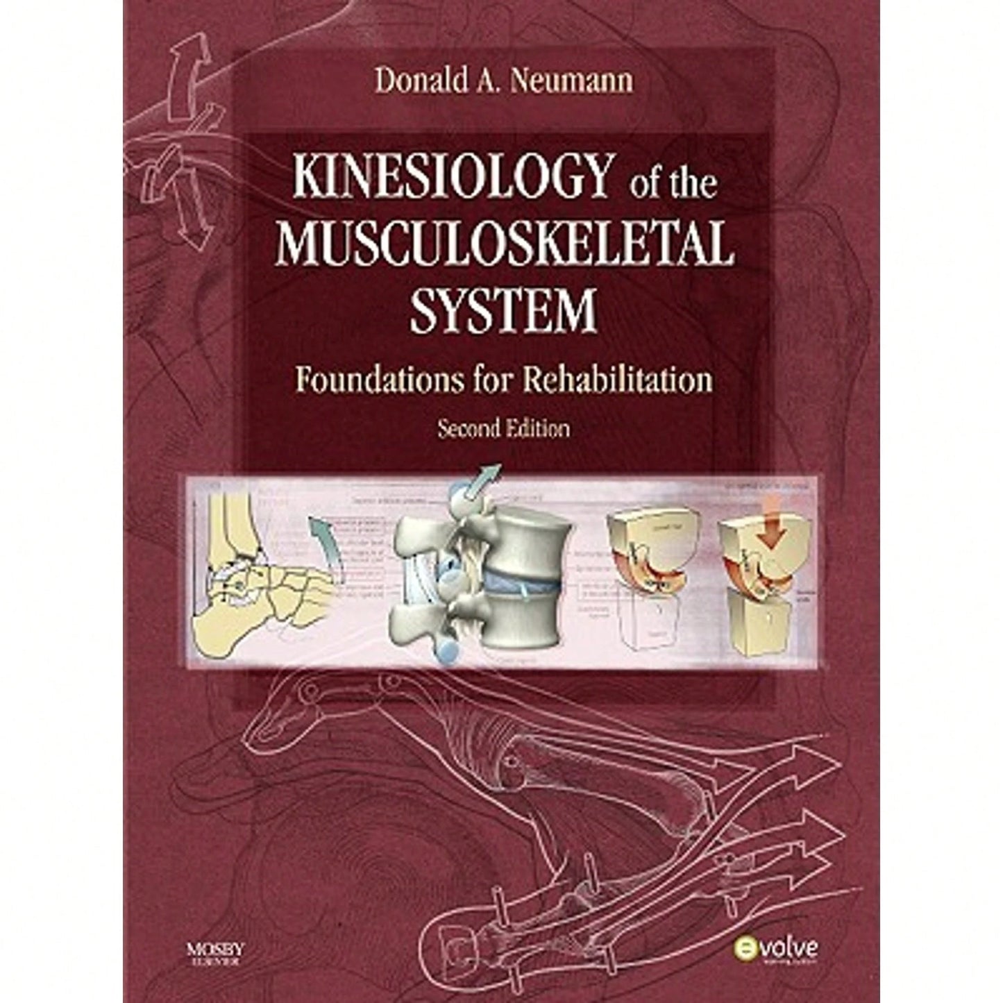 Pre-Owned Kinesiology Of The Musculoskeletal System: Foundations For Rehabilitation (Hardcover) By Donald A Neumann